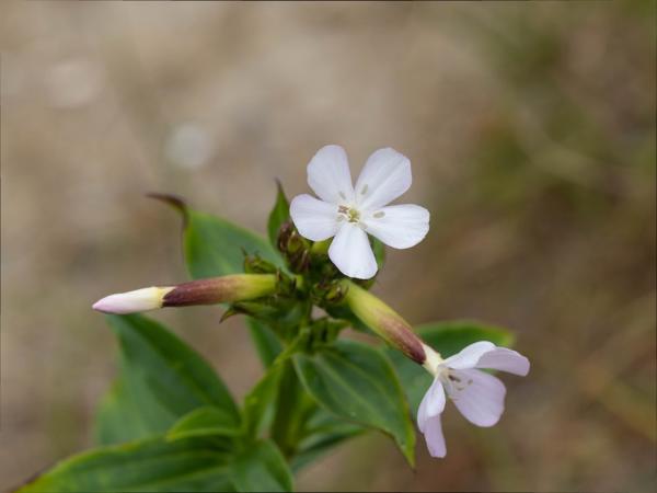 Zeepkruid (Saponaria officinalis)